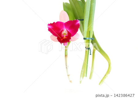 カトレア　濃いピンクと薄いピンクの花　明るい背景 142386427