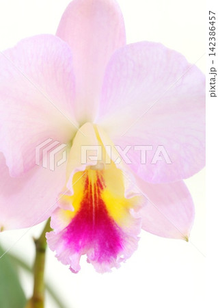 カトレア　薄いピンク色の花　明るい背景 142386457