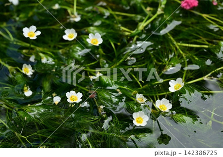 水面に浮かぶ梅花藻（キンポウゲ科） 142386725