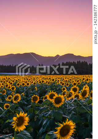 夕暮れのひまわり畑(津南ひまわり広場) 夕暮れのひまわり畑(津南ひまわり広場) 142386777