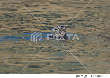 北海道根室市 落石沖の海で寄り添う野生のラッコの親子 142386887