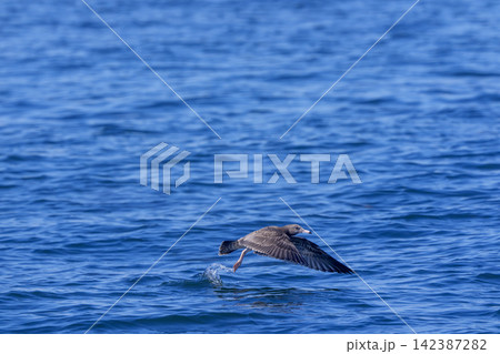 北海道根室市 落石沖の海上で翼を広げるオオセグロカモメの幼鳥 142387282