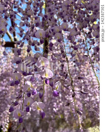青空に垂れ下がる藤の花 青空に垂れ下がる藤の花 142387301