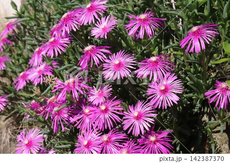 春の庭に咲くピンク色のマツバギクの花 春の庭に咲くピンク色のマツバギクの花 142387370