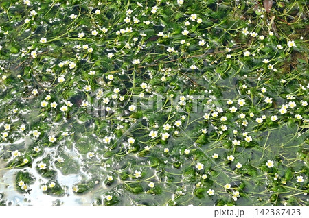 清流に群生する梅花藻(キンポウゲ科) 清流に群生する梅花藻(キンポウゲ科) 142387423
