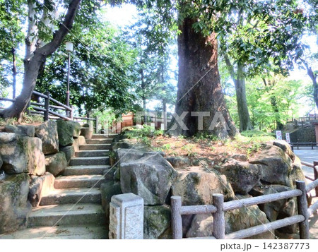 川越大師喜多院の風景-14 川越大師喜多院の風景-14 142387773