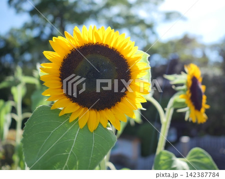 夏の花のある風景 夏の花のある風景 142387784