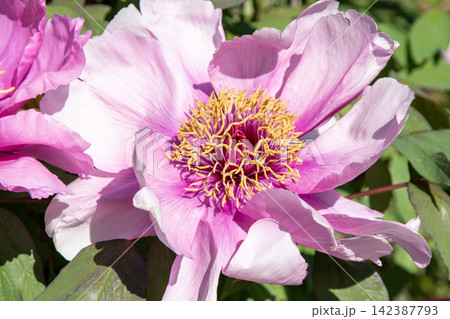 Peony bud flower bloom in garden. Floral background. Beautiful pink Tree Peonies. Paeonia petals Peony bud flower bloom in garden. Floral background. Beautiful pink Tree Peonies. Paeonia petals 142387793