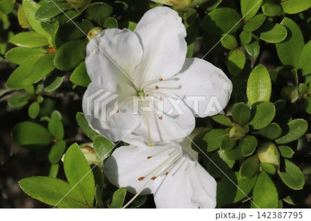 五月の庭に咲く白いサツキの花 五月の庭に咲く白いサツキの花 142387795