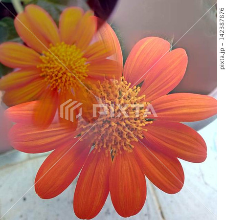 Tithonia rotundifolia the red sunflower or Mexican sunflower 142387876