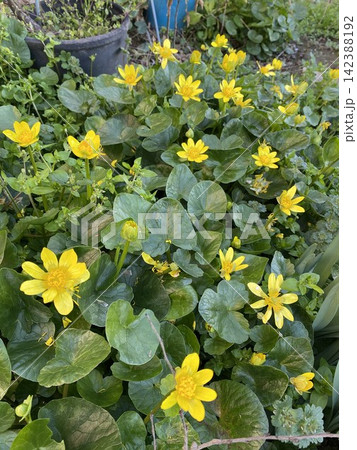 ヒメリュウキンカの黄色い花畑 春の庭に咲く野草 ヒメリュウキンカの黄色い花畑 春の庭に咲く野草 142388192