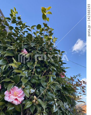 椿の木と青空 満開の花と蕾 142388193
