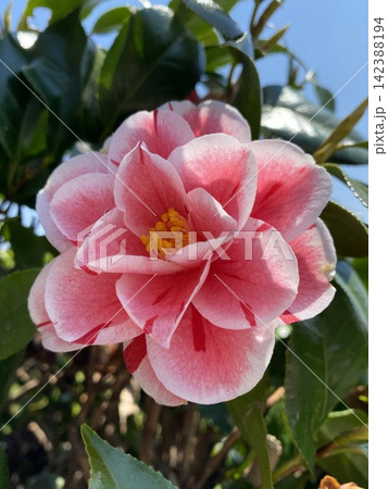 絞り模様の椿の花 ピンクと白のグラデーション 絞り模様の椿の花 ピンクと白のグラデーション 142388194