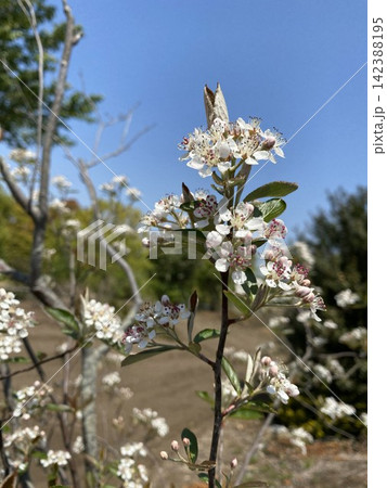 アロニアの白い花 赤い雄しべが特徴的な春の花 アロニアの白い花 赤い雄しべが特徴的な春の花 142388195