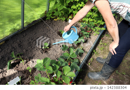 A retired woman watering a small cucumber sprout in a greenhouse A retired woman watering a small cucumber sprout in a greenhouse 142388304