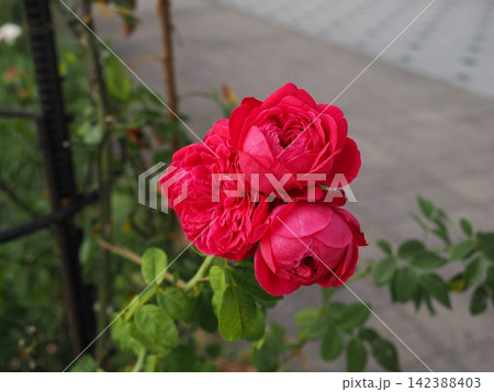 寄り添い咲く赤い薔薇 142388403