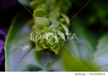 Green Flower Bud with Tiny Spikes Preparing to Bloom Among Fresh Leaves in Natural Summer Vegetation 142388641