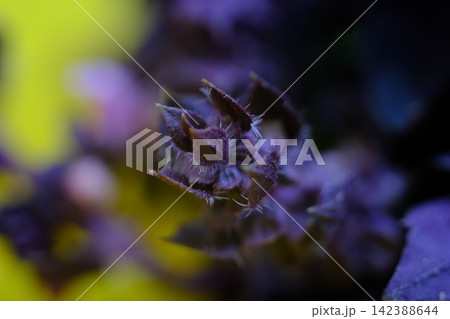 Purple Wildflower Buds with Hairy Sepals Preparing to Bloom in Colorful Summer Nature 142388644