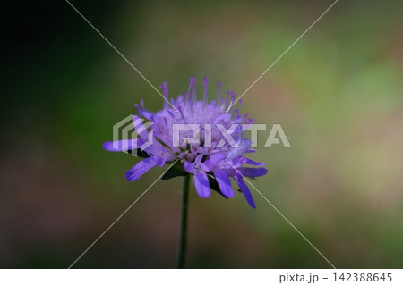 Delicate Purple Wildflower Blooming on Slender Stem with Soft Blurred Green Summer Nature Background in Bakota Ukraine Delicate Purple Wildflower Blooming on Slender Stem with Soft Blurred Green Summer Nature Background in Bakota Ukraine 142388645