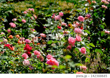 Beautiful Pink and Red Roses Blooming Abundantly in Lush Green Summer Garden 142388685