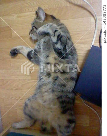 横を向く猫 横を向く猫 142388773
