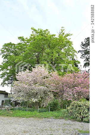 弥彦村の街歩きで出会う春の桜(新潟県弥彦村) 弥彦村の街歩きで出会う春の桜(新潟県弥彦村) 142388882