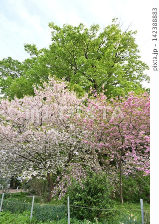 弥彦村の街歩きで出会う春の桜（新潟県弥彦村） 142388883