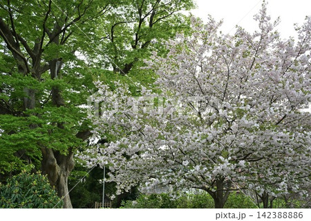 弥彦村の街歩きで出会う春の桜(新潟県弥彦村) 弥彦村の街歩きで出会う春の桜(新潟県弥彦村) 142388886