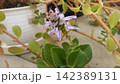 アロマティカスの花 142389131