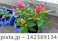 ベランダの鉢で育てるケイトウの花 142389134