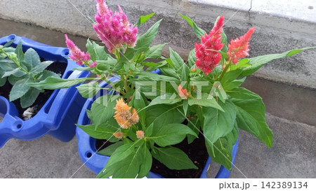 ベランダの鉢で育てるケイトウの花 142389134