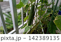 ベランダの家庭菜園で育ったキュウリ 142389135