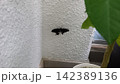 ベランダの家庭菜園で羽化したアゲハ蝶 142389136