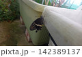 羽化したばかりのアゲハ蝶 142389137