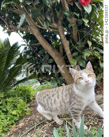 椿の木の下の猫 見上げる瞳が可愛い 椿の木の下の猫 見上げる瞳が可愛い 142389337