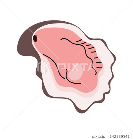 Open Pink Oyster Shell Fresh Seafood Clipart Illustration 142389541