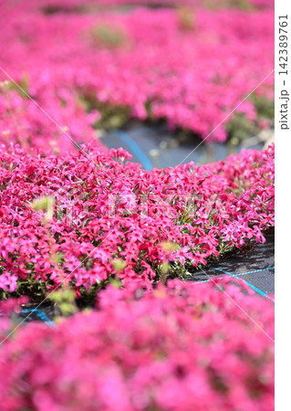 ピンク色の花が広がる蓮野の芝桜(新潟県聖籠町) ピンク色の花が広がる蓮野の芝桜(新潟県聖籠町) 142389761