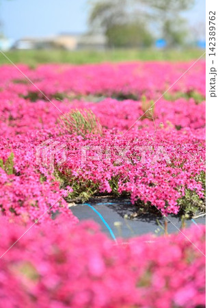 ピンク色の花が広がる蓮野の芝桜（新潟県聖籠町） 142389762