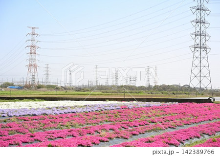 ピンク色の花が広がる蓮野の芝桜(新潟県聖籠町) ピンク色の花が広がる蓮野の芝桜(新潟県聖籠町) 142389766