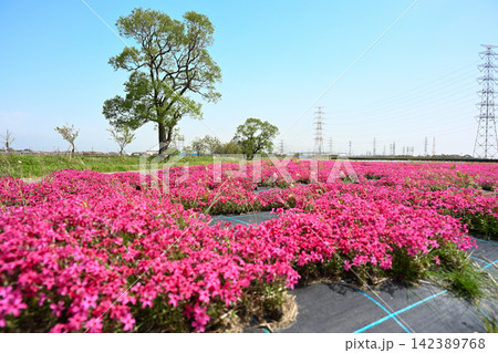 ピンク色の花が広がる蓮野の芝桜(新潟県聖籠町) ピンク色の花が広がる蓮野の芝桜(新潟県聖籠町) 142389768