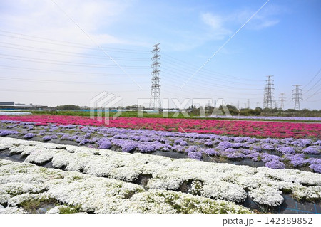 鉄塔を背景に咲き広がる蓮野の芝桜(新潟県聖籠町) 鉄塔を背景に咲き広がる蓮野の芝桜(新潟県聖籠町) 142389852