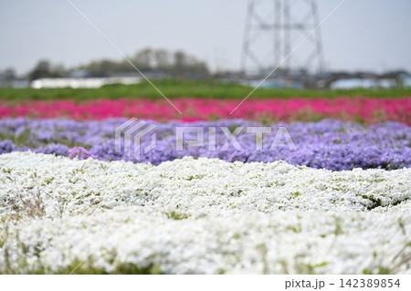 鉄塔を背景に咲き広がる蓮野の芝桜(新潟県聖籠町) 鉄塔を背景に咲き広がる蓮野の芝桜(新潟県聖籠町) 142389854