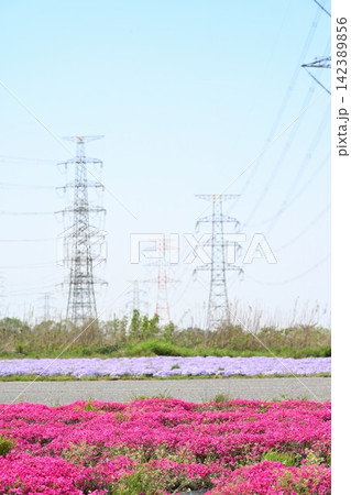 鉄塔を背景に咲き広がる蓮野の芝桜(新潟県聖籠町) 鉄塔を背景に咲き広がる蓮野の芝桜(新潟県聖籠町) 142389856