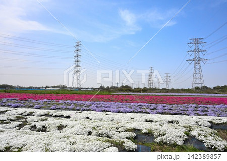 鉄塔を背景に咲き広がる蓮野の芝桜(新潟県聖籠町) 鉄塔を背景に咲き広がる蓮野の芝桜(新潟県聖籠町) 142389857