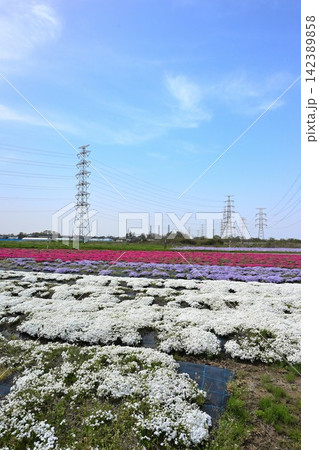 鉄塔を背景に咲き広がる蓮野の芝桜(新潟県聖籠町) 鉄塔を背景に咲き広がる蓮野の芝桜(新潟県聖籠町) 142389858