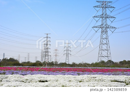 鉄塔を背景に咲き広がる蓮野の芝桜(新潟県聖籠町) 鉄塔を背景に咲き広がる蓮野の芝桜(新潟県聖籠町) 142389859