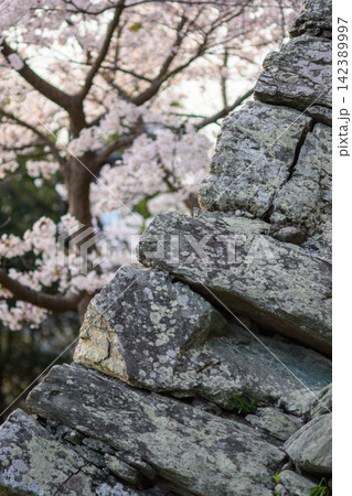 A rugged rock formation with weathered stones, partially covered by moss, set against a cherry blossom background in a natural landscape setting 142389997