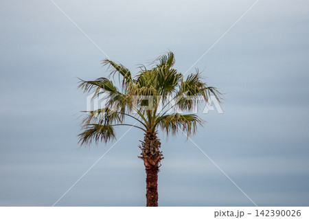 A single palm tree positioned slightly off-center from a low angle, emphasizing its height and form A single palm tree positioned slightly off-center from a low angle, emphasizing its height and form 142390026
