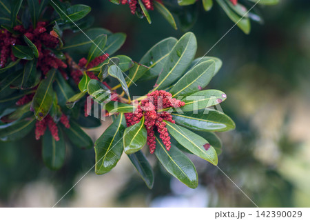 A close-up macro photograph featuring vibrant deep red flower buds on a shrub branch with glossy green leaves A close-up macro photograph featuring vibrant deep red flower buds on a shrub branch with glossy green leaves 142390029