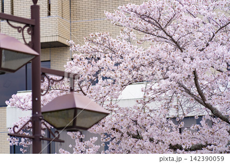 装飾的な街灯のそばで咲く満開の桜 装飾的な街灯のそばで咲く満開の桜 142390059